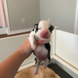 1 - Black and white male American Corgi puppy in Boyd, Texas from Barker's Corgis