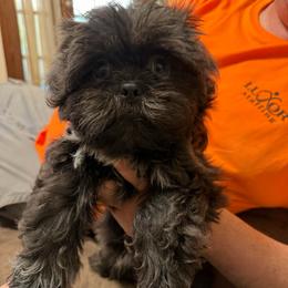 Elijah - Blue and white male Shih Tzu puppy in Desoto, Texas from Willow’s Wonderful Shih Tzu