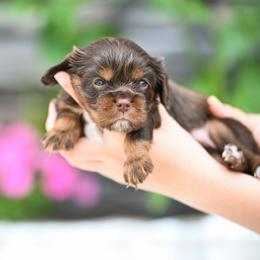 Girl 1 - female Cavalier King Charles Spaniel puppy in Sugarcreek, Ohio from Chocolate Cavalier