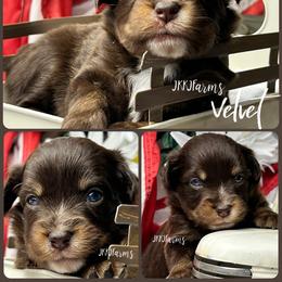 (5) Velvet, RTF - Red tri-color female Miniature American Shepherd puppy in Huntington, Texas from JKKJ Farms, LLC