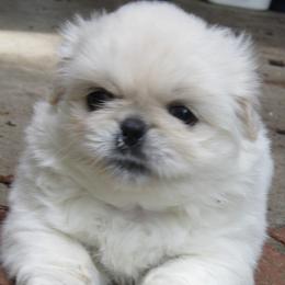 Luna - White female Pekingese puppy in Birdseye, Indiana from Poochie's Pekes