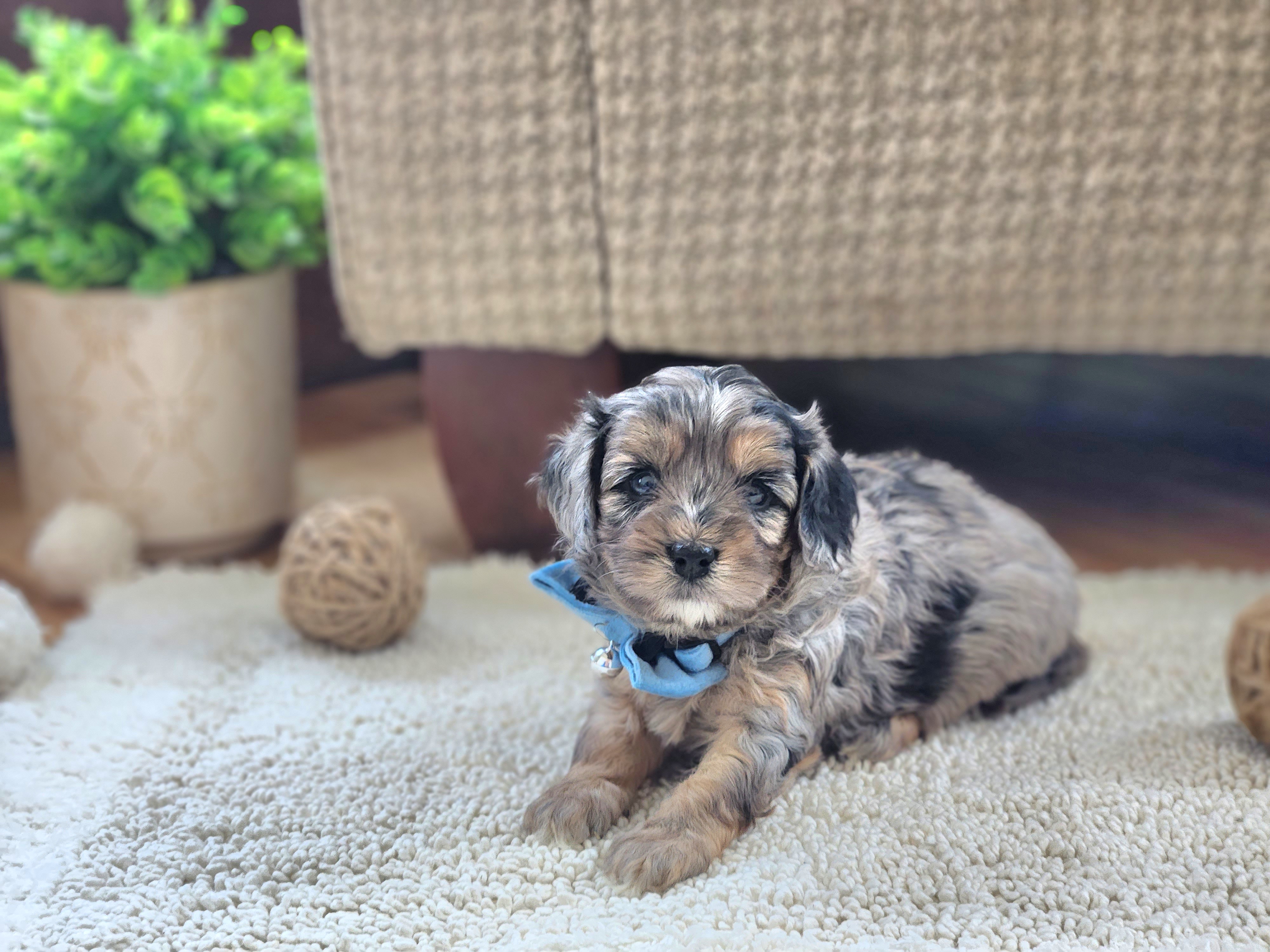 Cavapoo and Dachshund Puppies from Barnyard Dachshunds, Dals & Doodles