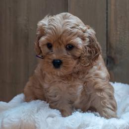 Iris - Red female Cavapoo puppy in Fairfield, Illinois from Positively Doodles
