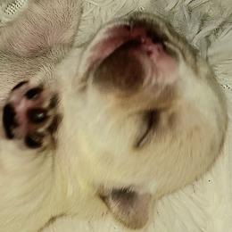 French Bulldog Puppies from Ma Chérie French Bulldogs