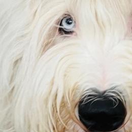 Old English Sheepdogs from Blue Sky’s Old English Sheepdogs