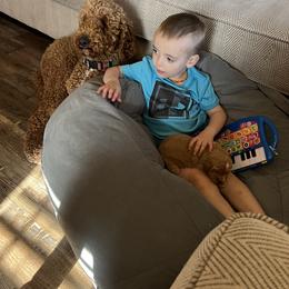 Bernedoodle Puppies from Over the Moon Poodles and Doodles