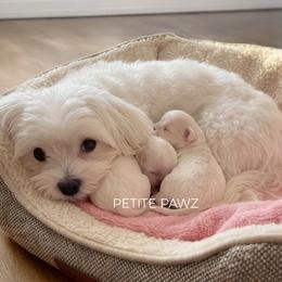 Lexi - Maltese