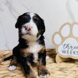 Linzer- Teal Collar Female - Tri-color female Bernedoodle puppy in Katy, Texas from Bluebonnet Bernedoodles of Southeast Texas