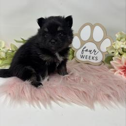 Twixie - Black and tan parti female Pomeranian puppy in Concord, California from Eelan’s Poms