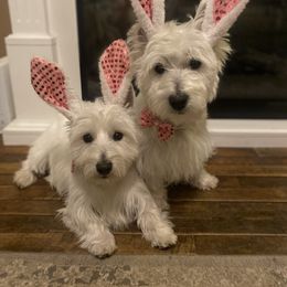 West Highland White Terrier Puppies from Bountiful Westies of West Michigan