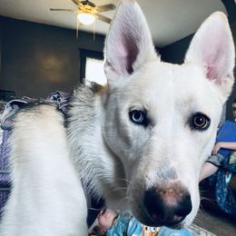 Siberian Husky puppies from Dances With Huskies