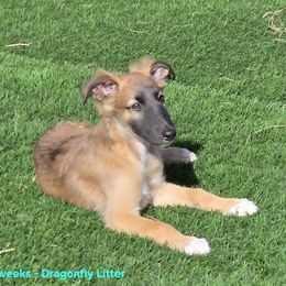 7M - Red male Silken Windhound puppy in Hanna, Oklahoma from Daybreak Silken Windhounds