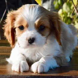 Cavalier King Charles Spaniels from Cavaliers At Elk Run