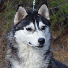 Emily - Siberian Husky