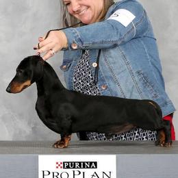 Prince  - Dachshund