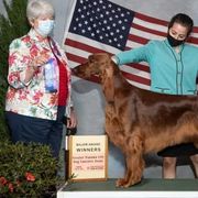 Irish Red and White Setters and Irish Setters from Ruairi's Irish Setters