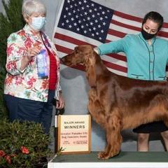 Irish Red and White Setters and Irish Setters from Ruairi's Irish Setters