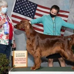 Irish Red and White Setters and Irish Setters from Ruairi's Irish Setters