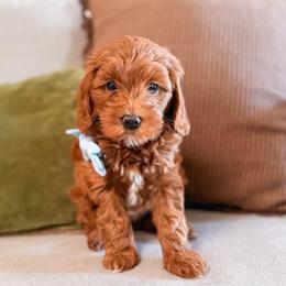 Raptor - Red  male Goldendoodle puppy in Garden Grove, California from Sunkissed Doodles