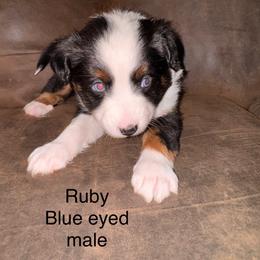Blue eyed black Tri male - Black tri male Miniature Australian Shepherd puppy in Redding, California from Lavish Luxuries Mini and Toy Australian Shepherds