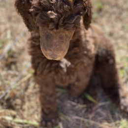 Poodle Puppies from Parapoodles