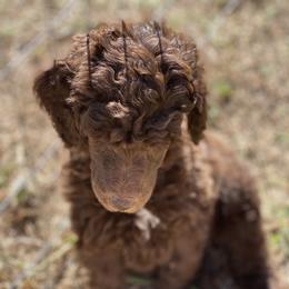 Poodle Puppies from Parapoodles