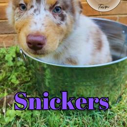 Snickers - Red merle Australian Shepherd puppy in Mount Holly, North Carolina from Herding Lightning Farm