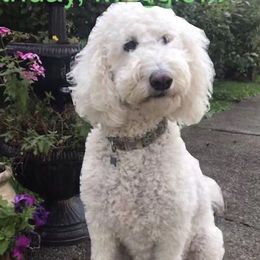 Maggie - Goldendoodle