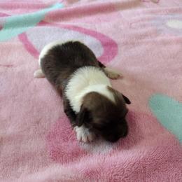 Glory - Red sable female Havanese puppy in Cleveland, Texas from 7th Heaven Havanese of Texas