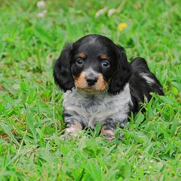 AKC Prince - Black and tan male Dachshund puppy in Billings, Missouri from Bundles of Joy