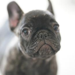 Beans - Brindle female French Bulldog puppy in Sidney Center, New York from iFrenchi