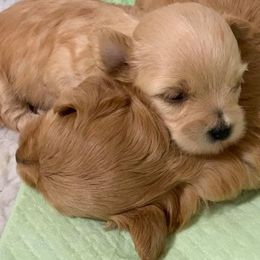 Havanese Puppies from Lúdico Havanese