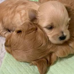 Havanese Puppies from Lúdico Havanese