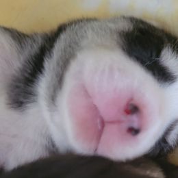 Pomskies from Space City Pomskies