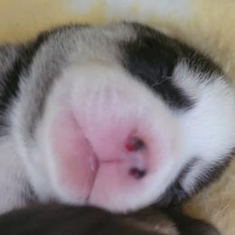 Pomskies from Space City Pomskies