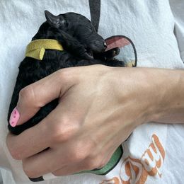 Yellow Girl - Black female Poodle puppy in Hawkins, Texas from Bible Belt Ranch