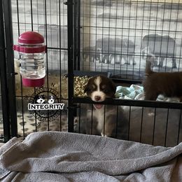 Australian Shepherd and Miniature Australian Shepherd Puppies from Integrity Aussies Tx