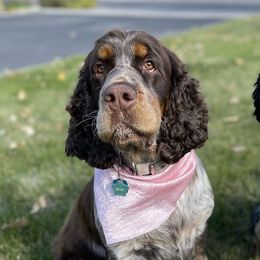 English Springer Spaniels from 45 N Springers