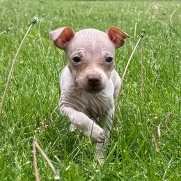 Elinor - White and chocolate female American Hairless Terrier puppy in Buckingham, Illinois from Gaus Hof