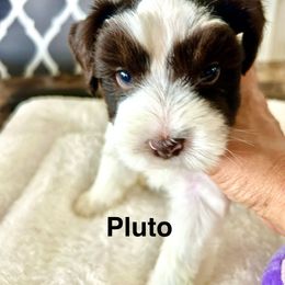 Pluto - Parti male Miniature Schnauzer puppy in Deltona, Florida from LIZ FANCY SCHNAUZERS