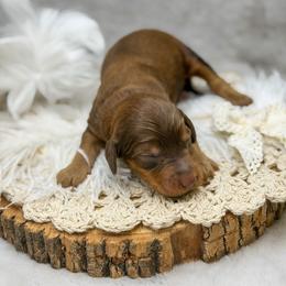 Robin - Phantom female Goldendoodle puppy in Williamson, New York from Lakeside Doodles
