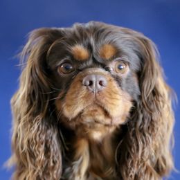 "Chocolate & Tan" Cavalier King Charles Spaniel Puppies from West Coast Cavaliers