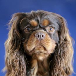 "Chocolate & Tan" Cavalier King Charles Spaniel Puppies from West Coast Cavaliers