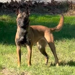 Tink - Belgian Malinois