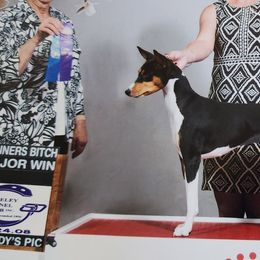 Basenjis from Blue Nile Basenjis