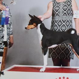 Basenjis from Blue Nile Basenjis