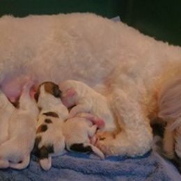 Companion Crosses from Penny's Puppies