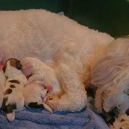 Companion Crosses from Penny's Puppies