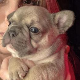 Penny - Blue fawn female French Bulldog puppy in Gasport, New York from Belleau Wood French Bulldog Manor & Folsom's House of Blues
