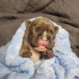 French Bulldog Puppies from Honey Hole Frenchies